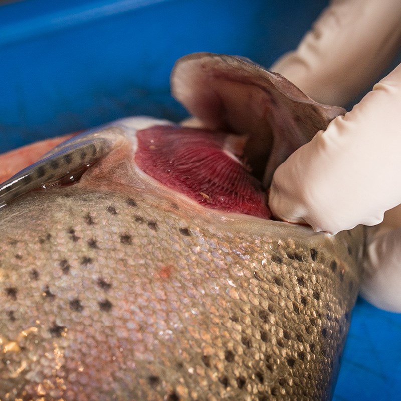 Regeln für Fischprodukte